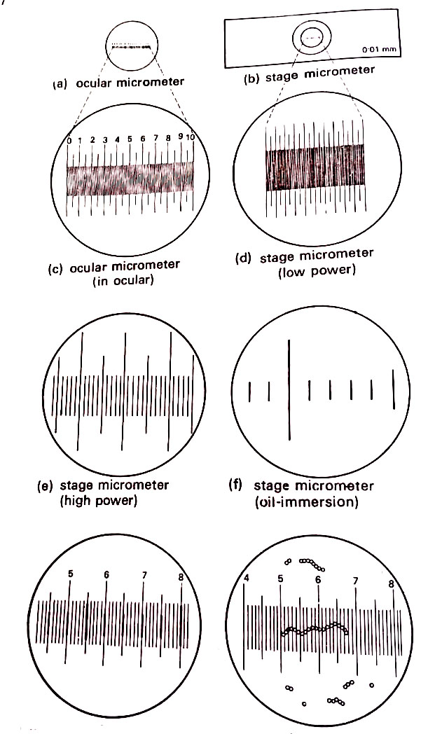 Standardization of the ocular micrometer and its use in micrometry